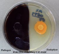 FunctionalTrait_Antibiosis_v2 